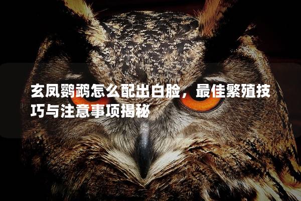 玄凤鹦鹉怎么配出白脸，最佳繁殖技巧与注意事项揭秘