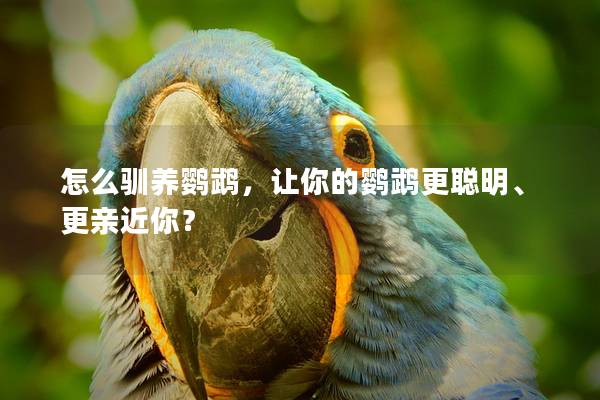 怎么驯养鹦鹉，让你的鹦鹉更聪明、更亲近你？