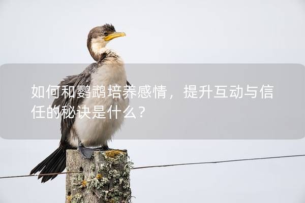 如何和鹦鹉培养感情，提升互动与信任的秘诀是什么？