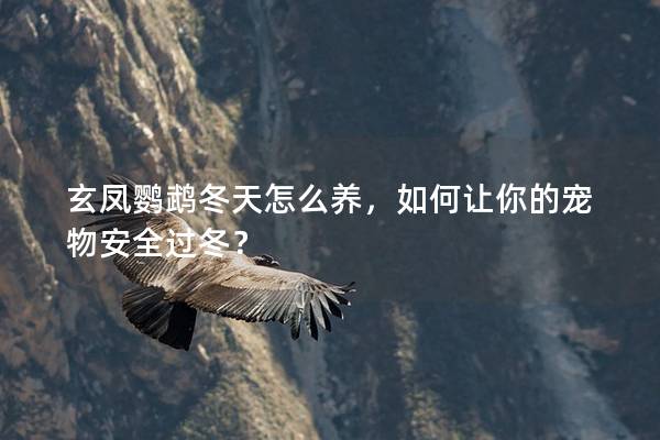 玄凤鹦鹉冬天怎么养，如何让你的宠物安全过冬？