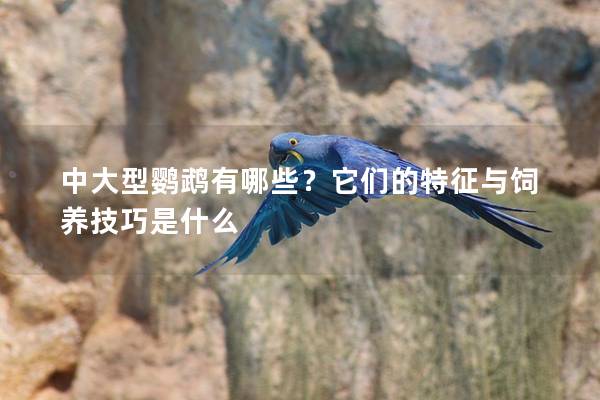 中大型鹦鹉有哪些？它们的特征与饲养技巧是什么