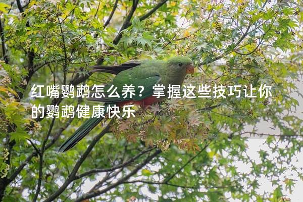 红嘴鹦鹉怎么养？掌握这些技巧让你的鹦鹉健康快乐