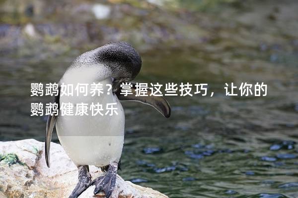 鹦鹉如何养？掌握这些技巧，让你的鹦鹉健康快乐