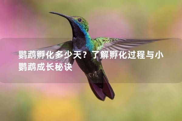 鹦鹉孵化多少天？了解孵化过程与小鹦鹉成长秘诀