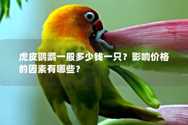 虎皮鹦鹉一般多少钱一只？影响价格的因素有哪些？