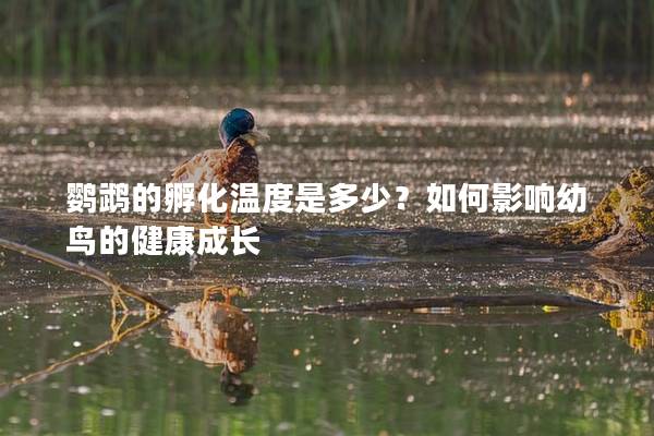 鹦鹉的孵化温度是多少？如何影响幼鸟的健康成长