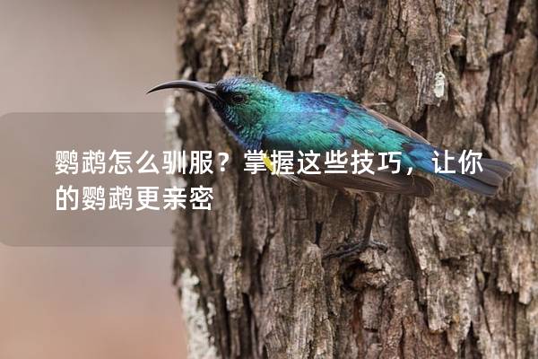鹦鹉怎么驯服？掌握这些技巧，让你的鹦鹉更亲密