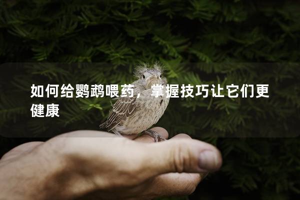 如何给鹦鹉喂药，掌握技巧让它们更健康