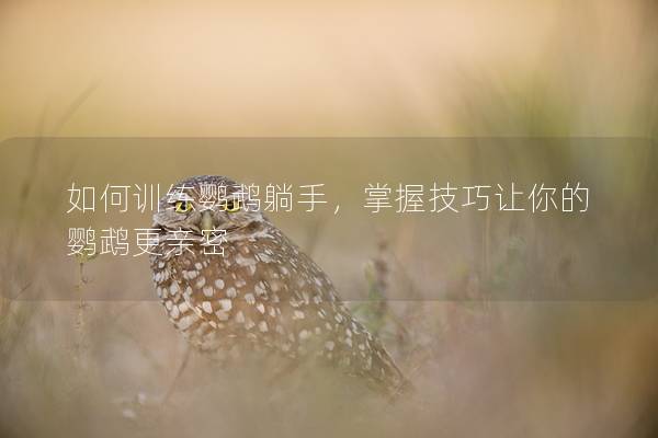 如何训练鹦鹉躺手，掌握技巧让你的鹦鹉更亲密