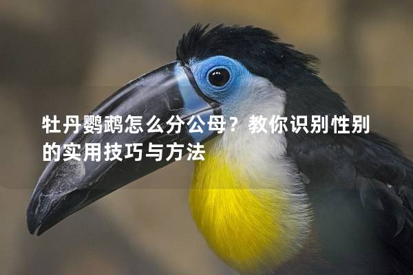牡丹鹦鹉怎么分公母？教你识别性别的实用技巧与方法