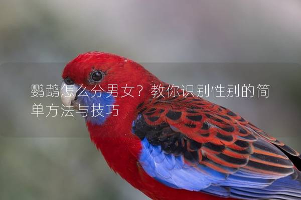 鹦鹉怎么分男女？教你识别性别的简单方法与技巧