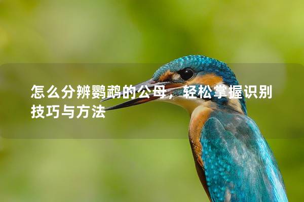 怎么分辨鹦鹉的公母，轻松掌握识别技巧与方法