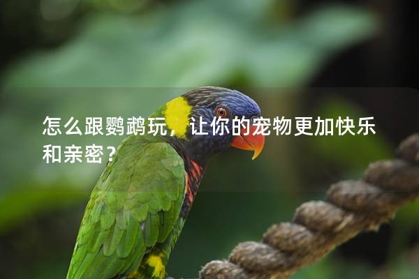 怎么跟鹦鹉玩，让你的宠物更加快乐和亲密？