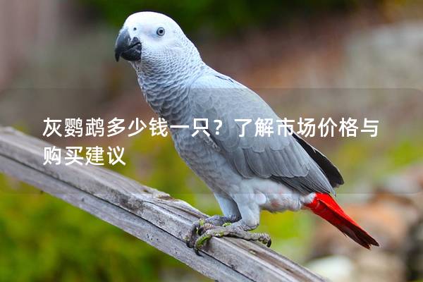 灰鹦鹉多少钱一只？了解市场价格与购买建议