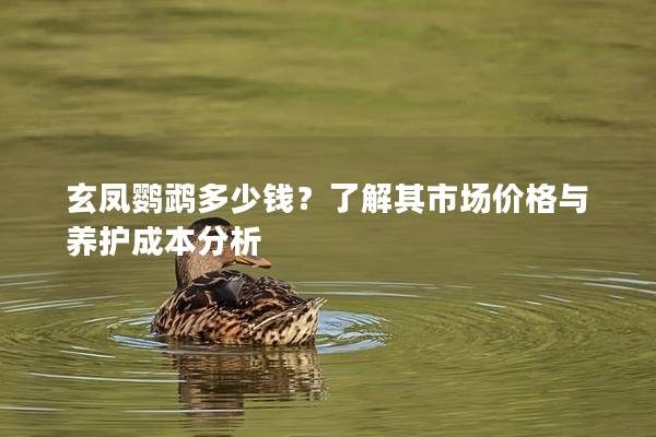 玄凤鹦鹉多少钱？了解其市场价格与养护成本分析