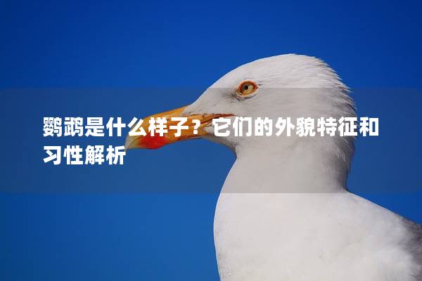 鹦鹉是什么样子？它们的外貌特征和习性解析