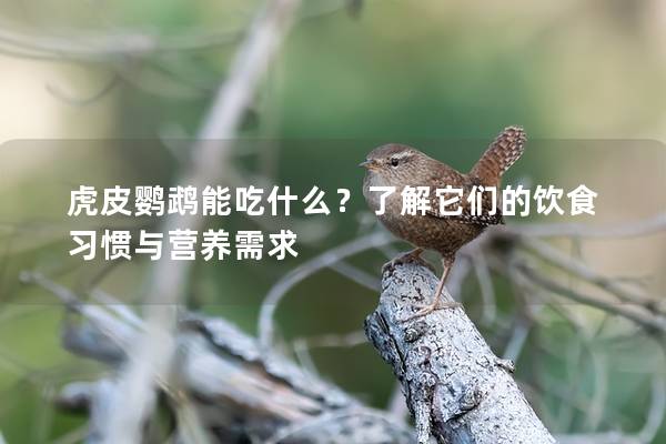 虎皮鹦鹉能吃什么？了解它们的饮食习惯与营养需求