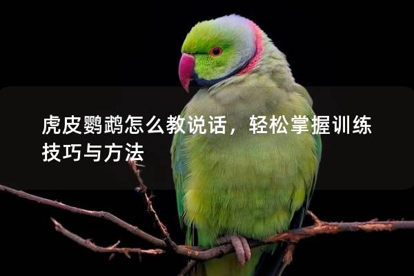 虎皮鹦鹉怎么教说话，轻松掌握训练技巧与方法
