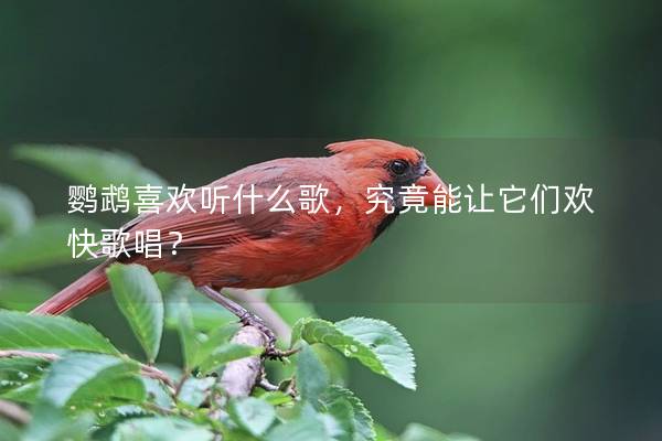 鹦鹉喜欢听什么歌，究竟能让它们欢快歌唱？