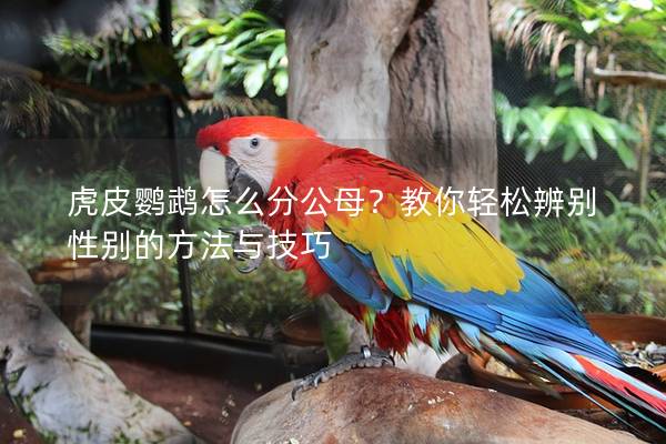 虎皮鹦鹉怎么分公母？教你轻松辨别性别的方法与技巧