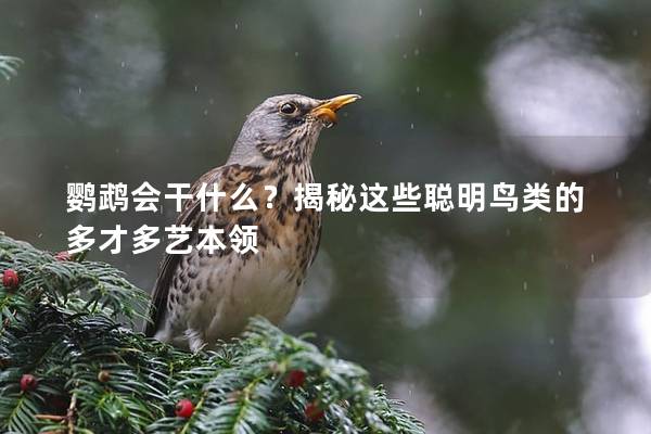 鹦鹉会干什么？揭秘这些聪明鸟类的多才多艺本领