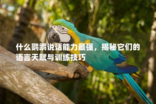 什么鹦鹉说话能力最强，揭秘它们的语言天赋与训练技巧