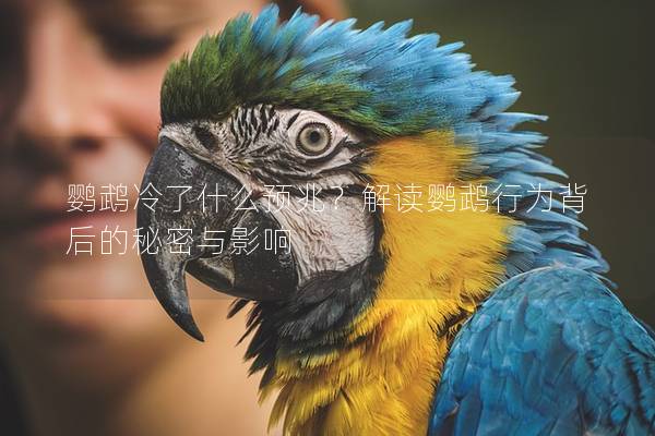 鹦鹉冷了什么预兆？解读鹦鹉行为背后的秘密与影响