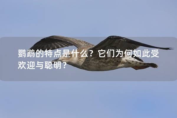 鹦鹉的特点是什么？它们为何如此受欢迎与聪明？