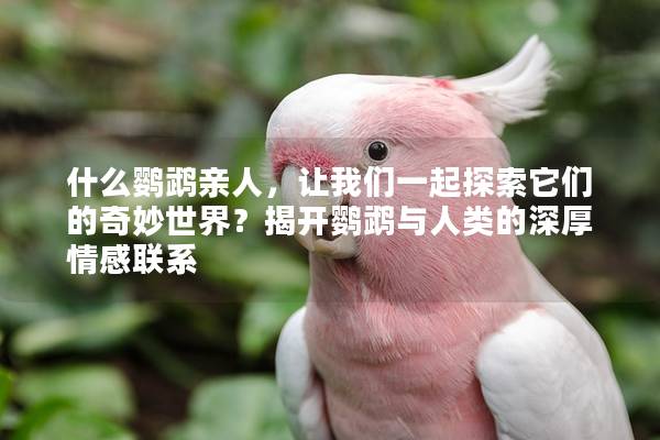 什么鹦鹉亲人，让我们一起探索它们的奇妙世界？揭开鹦鹉与人类的深厚情感联系