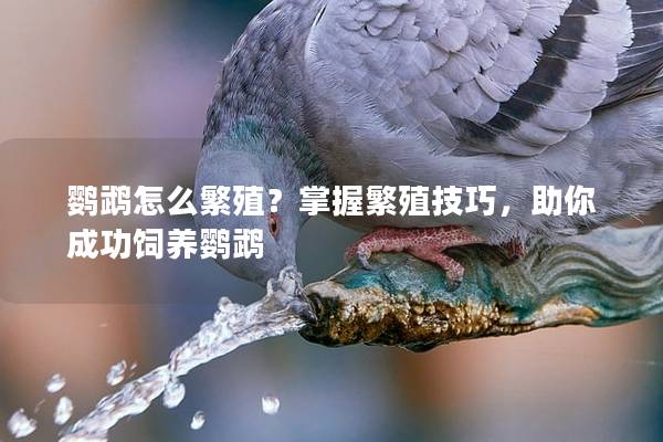 鹦鹉怎么繁殖？掌握繁殖技巧，助你成功饲养鹦鹉