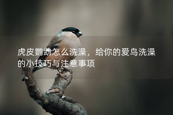 虎皮鹦鹉怎么洗澡，给你的爱鸟洗澡的小技巧与注意事项
