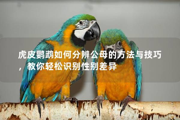 虎皮鹦鹉如何分辨公母的方法与技巧，教你轻松识别性别差异