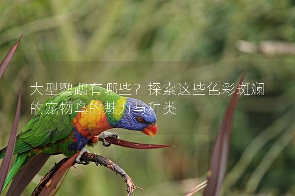 大型鹦鹉有哪些？探索这些色彩斑斓的宠物鸟的魅力与种类