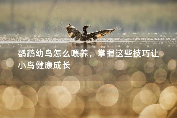 鹦鹉幼鸟怎么喂养，掌握这些技巧让小鸟健康成长