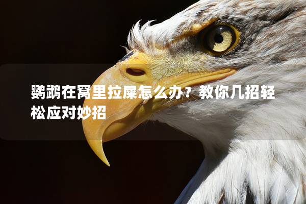 鹦鹉在窝里拉屎怎么办？教你几招轻松应对妙招