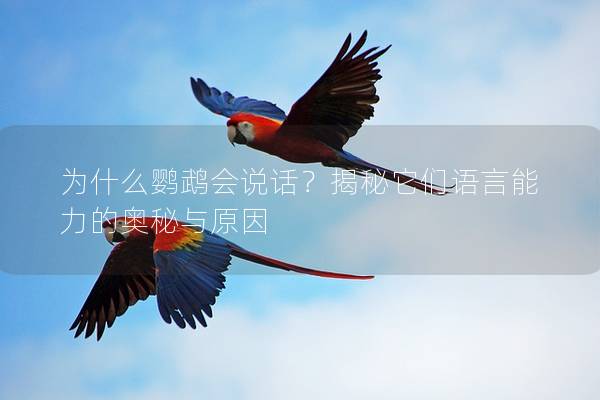 为什么鹦鹉会说话？揭秘它们语言能力的奥秘与原因