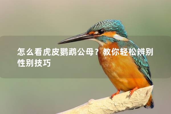怎么看虎皮鹦鹉公母？教你轻松辨别性别技巧