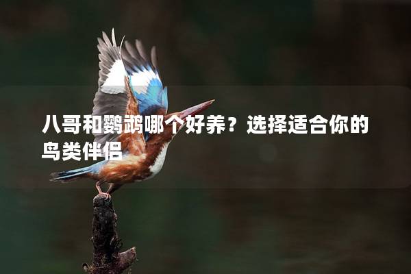 八哥和鹦鹉哪个好养？选择适合你的鸟类伴侣
