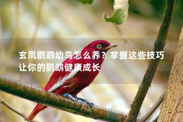 玄凤鹦鹉幼鸟怎么养？掌握这些技巧让你的鹦鹉健康成长