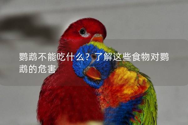 鹦鹉不能吃什么？了解这些食物对鹦鹉的危害
