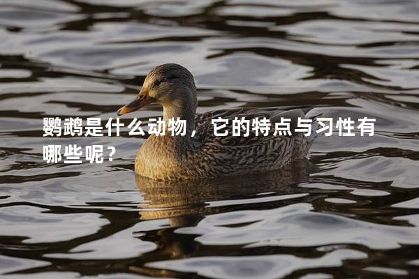 鹦鹉是什么动物，它的特点与习性有哪些呢？
