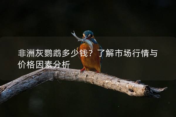 非洲灰鹦鹉多少钱？了解市场行情与价格因素分析