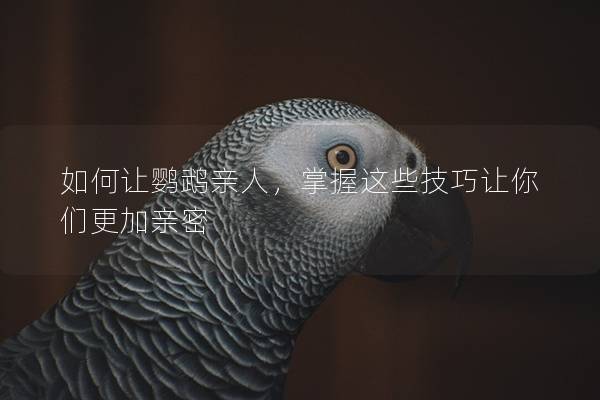 如何让鹦鹉亲人，掌握这些技巧让你们更加亲密