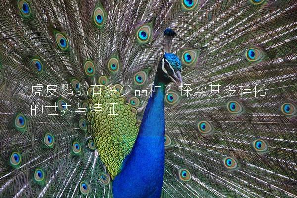 虎皮鹦鹉有多少品种？探索其多样化的世界与特征