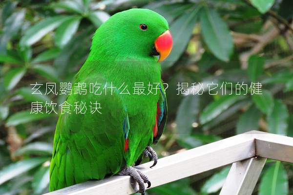 玄凤鹦鹉吃什么最好？揭秘它们的健康饮食秘诀