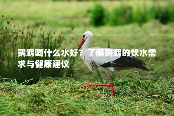 鹦鹉喝什么水好？了解鹦鹉的饮水需求与健康建议