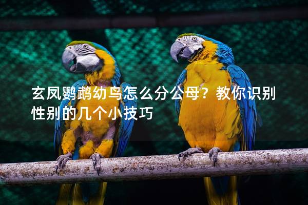 玄凤鹦鹉幼鸟怎么分公母？教你识别性别的几个小技巧