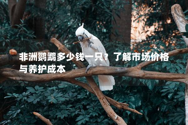 非洲鹦鹉多少钱一只？了解市场价格与养护成本