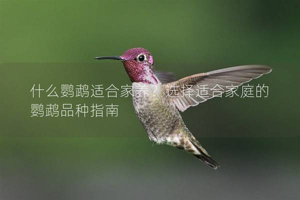 什么鹦鹉适合家养？选择适合家庭的鹦鹉品种指南