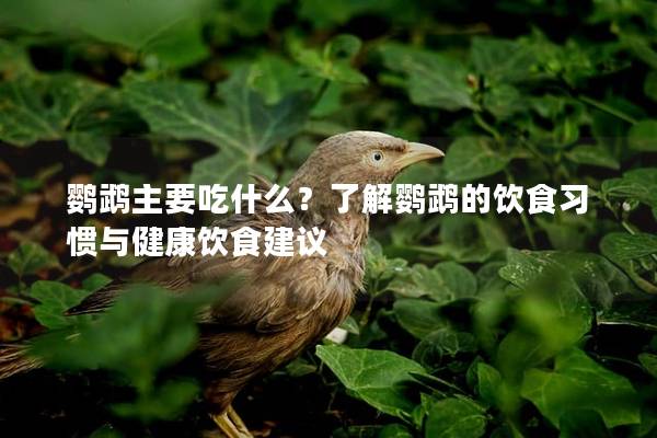 鹦鹉主要吃什么？了解鹦鹉的饮食习惯与健康饮食建议